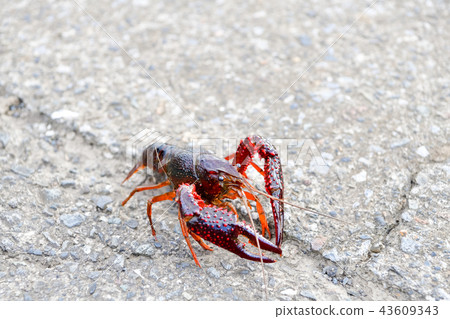 American crayfish 43609343