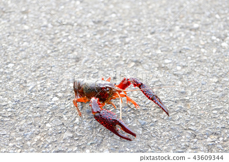American crayfish 43609344