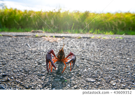 American crayfish American crayfish 43609352