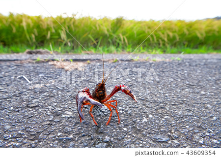 American crayfish 43609354