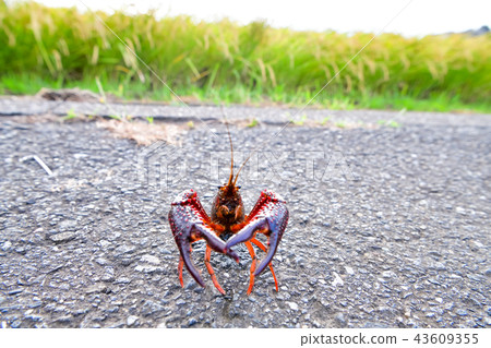 American crayfish 43609355