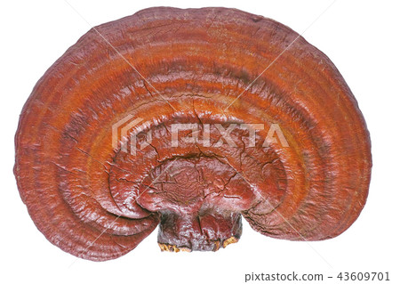 Lingzhi Mushroom Ganoderma Lucidum isolated on white background 43609701