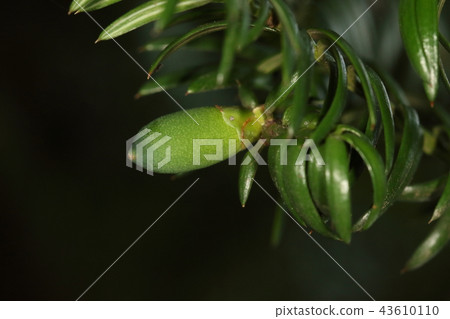 自然植物Kaya,5月初。近一年略微拉長,幾乎以水果的形式 自然植物Kaya,5月初。近一年略微拉長,幾乎以水果的形式 43610110