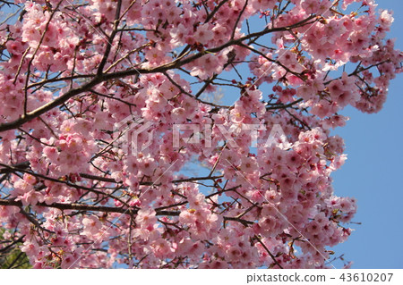 陽光櫻花**** Kouzakura **** 43610207