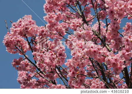 Sunlight cherry blossoms **** Kouzakura **** 43610210