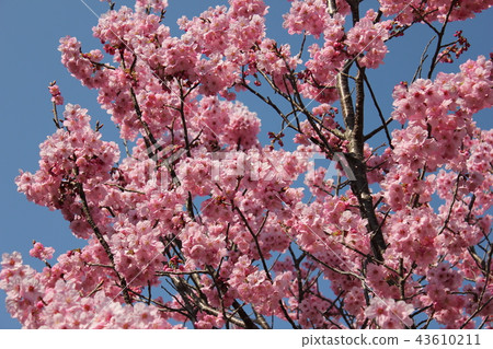 陽光櫻花**** Kouzakura **** 陽光櫻花**** Kouzakura **** 43610211