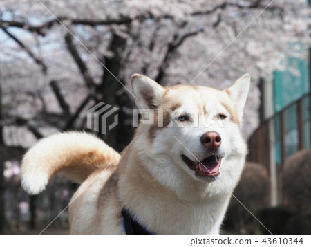 Cherry blossoms and Siberian husky 43610344