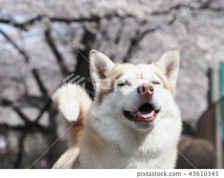 Cherry blossoms and Siberian husky 43610345
