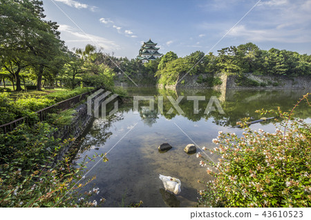 Aichi Prefecture Nagoya Castle Moat Swan Aichi Prefecture Nagoya Castle Moat Swan 43610523