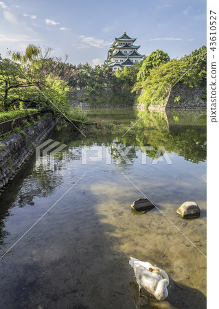 Aichi Prefecture Nagoya Castle Moat Swan 43610527