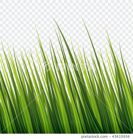 Waving Fresh Green Bush Grass 43610936