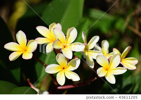 Yellow plumeria Yellow plumeria 43611205