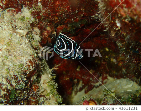 鯛魚的少年魚 43611231