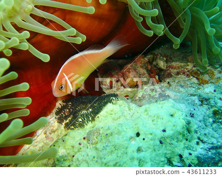 Anemonefish taking care of eggs Underwater photography Anemonefish taking care of eggs Underwater photography 43611233