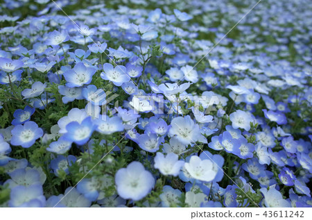 Immusuku National Government Hitachi Beach Park nemophila hill Immusuku National Government Hitachi Beach Park nemophila hill 43611242