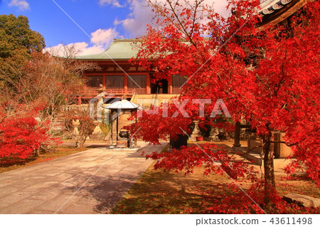 Autumn leaves of Taizanji Temple (Kobe City Kita Ward) Autumn leaves of Taizanji Temple (Kobe City Kita Ward) 43611498
