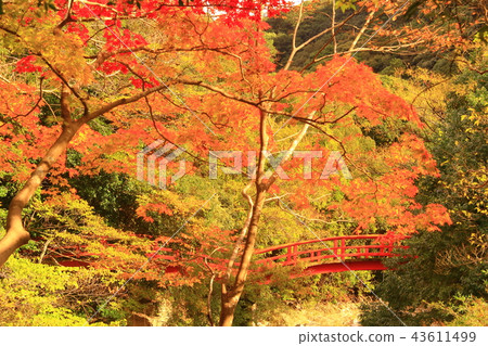 Autumn leaves in Taishan Temple (Kobe City Kita Ward) Autumn leaves in Taishan Temple (Kobe City Kita Ward) 43611499