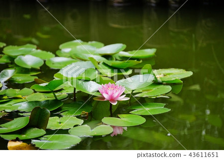 粉色睡蓮 43611651