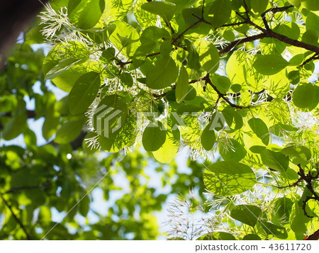 Ao Damo著名花和葉子 43611720