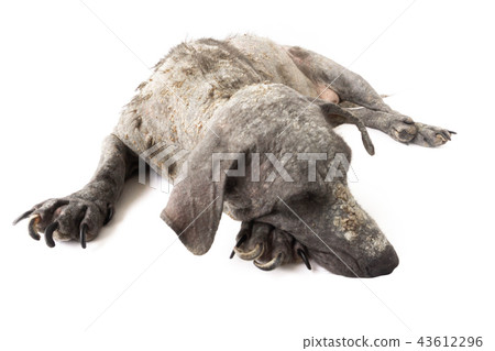 Closeup dog sick leprosy skin problem 43612296