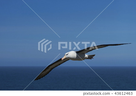 Black-browed Albatross in flight 43612463