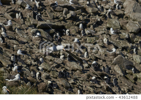 Black-browed Albatross in flight 43612488