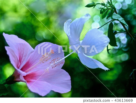 Autumn wind and hibiscus Autumn wind and hibiscus 43613669