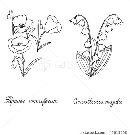 Papaver, poppy seed lily of the valley convallaria 43613908