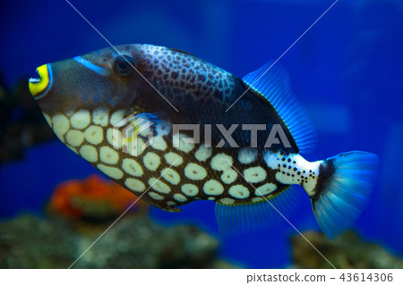 Clown Triggerfish, Spotted Triggerfish swims in the aquarium Clown Triggerfish, Spotted Triggerfish swims in the aquarium 43614306