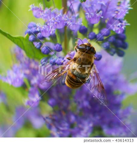 Honey bee pollinating on purple flower shrub 43614313