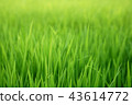 Green seeding rice field 43614772