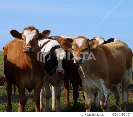 Cows in the Denmark, Scandinavia, Europe Cows in the Denmark, Scandinavia, Europe 43614967