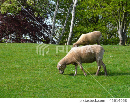 Sheeps on the grass Sheeps on the grass 43614968