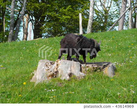 Goat on a wooden stump Goat on a wooden stump 43614969