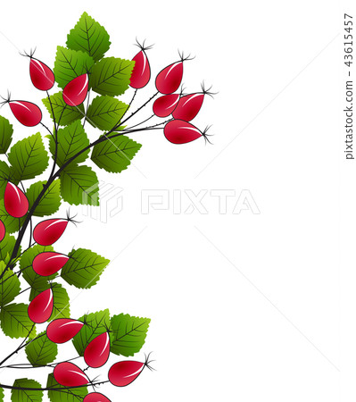 Vector rose hip Vector rose hip 43615457