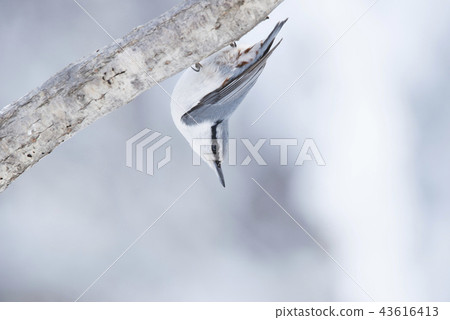 Shirohara Goju Sapporo City Shirohara Goju Sapporo City 43616413