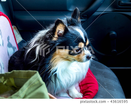 Chihuahua Chihuahua 43616595