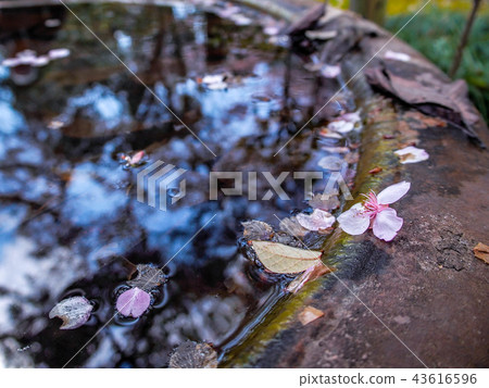 Cherry petals Cherry petals 43616596