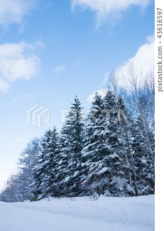 Snow makeup pine forest Snow makeup pine forest 43616597