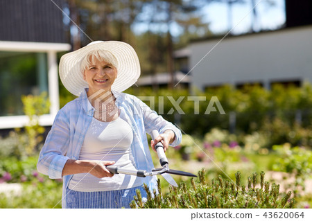 senior gardener with hedge trimmer at garden 43620064