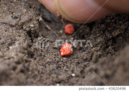 Spinach seeds 43620496
