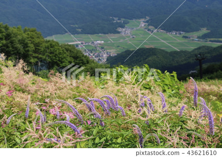 天堂植物園天堂高山植物園Goryu高山植物園景觀從高山植物園長廊 43621610
