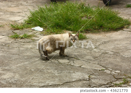 white cat on the street 43621770