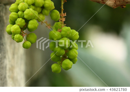 a star gooseberry fruit a star gooseberry fruit 43621780