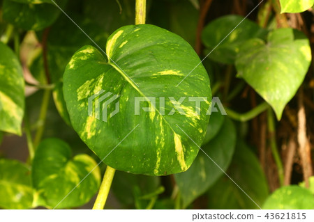 macro shoot of green plant 43621815