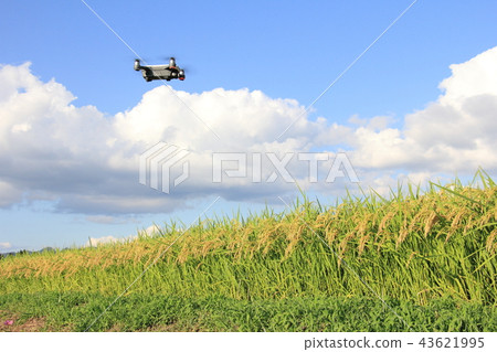 Drone and autumn rice field rural agriculture utilization image 43621995