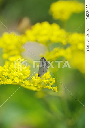 Yamato Shijimi and Woman Flower 43622451