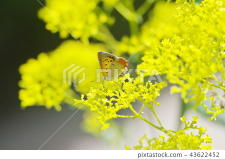 Bennish girl and a female flower 43622452