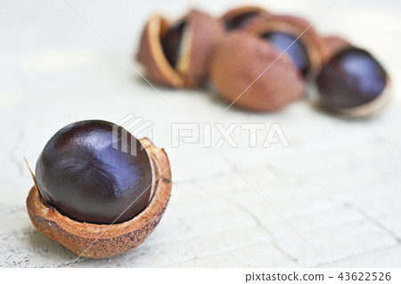 Aesculus hippo (seed of persimmon) Aesculus hippo (seed of persimmon) 43622526