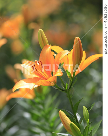 Little lily of the garden orange lily Little lily of the garden orange lily 43622580